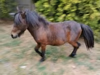 حصان, Shetland Pony — الصورة 3