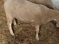 Ram, Sheep — photo 1