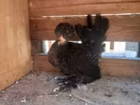 gallina danesa — foto 7