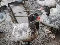 Ducks — Foto 2