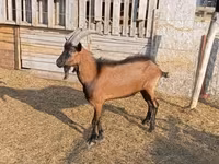 Bode, Alpine goat — foto 2