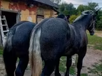 Aygʻir, Percheron — 4-rasm
