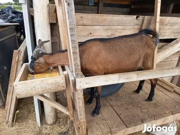 Cabra, Alpine goat