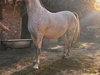 घोड़ा, Lipizzaner — फ़ोटो 1
