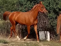 Kobila, Arabian horse — fotografija 1