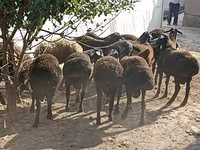 Ovce (partija, pol nije naveden), Tajik sheep — fotografija 1