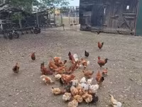 Chickens — 照片 2
