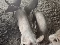 Хряк, Свиньи — фото 3