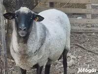 Schaf, Tsigai sheep — Foto 3