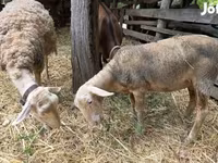母羊, Luzein sheep — 照片 2