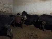 Owca, Owce — zdjęcie 4