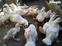 Ducks — fotografija 3