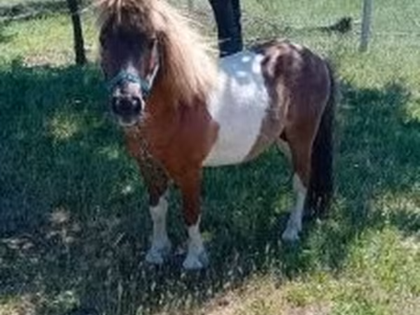 Koń, Indian half-bred