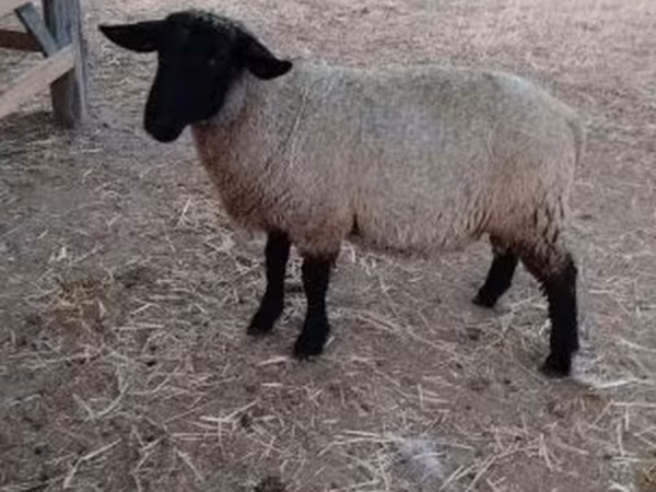 Baran, White Suffolk sheep — Węgry