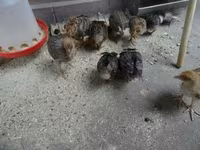 Chickens — Foto 1