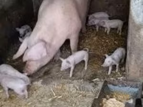 Porca, Porcos