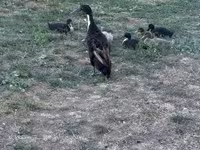 Indian Runner — photo 3