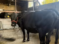 Cow, Holstein breed — photo 3