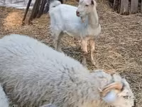 बकरा, बकरियाँ — फ़ोटो 1