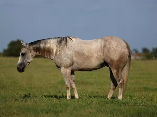Кінь, Quarter Horse