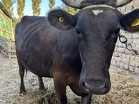 Krava, Swiss cattle — fotografija 3