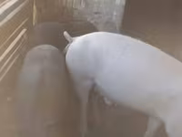 公猪, Pigs — 照片 1
