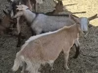 Cabras (lote, sexo não especificado), Alpine goat — foto 4