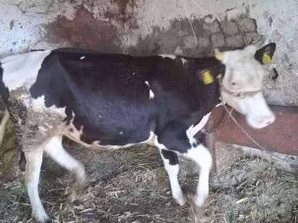 Krowa, Russian Black pied cattle — Węgry