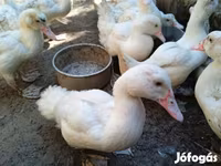 Ducks — fotografija 1