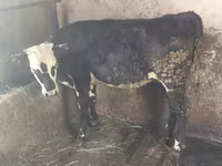 Krava, Swiss cattle — fotografija 3