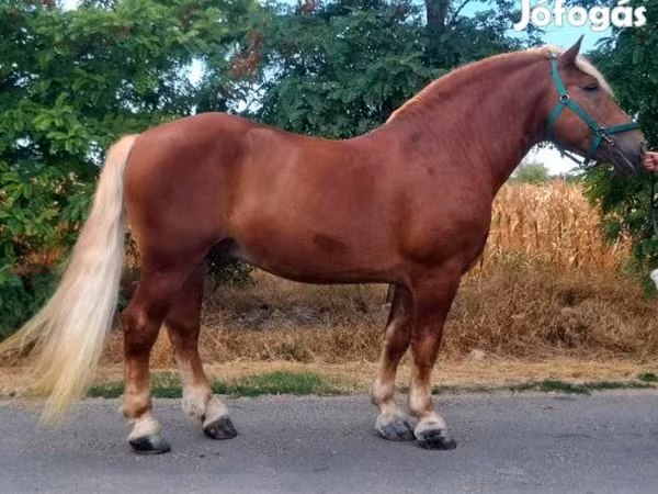 Caballo, Noriker
