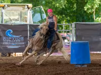 Pastuv, Quarter Horse — fotografija 5