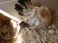 Chickens — Foto 2