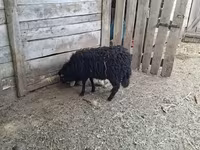 Qoʻy, Racka sheep — 3-rasm
