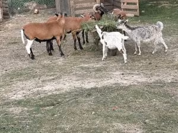 Oveja, Cameroon sheep