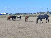 雌馬, Horse breed — 写真 1