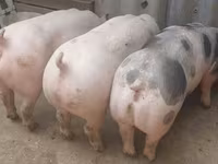 خنزير ذكر, Пьетрен — الصورة 1