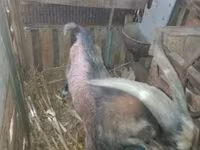 Kozioł, Kozy — zdjęcie 2