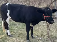 Krava, Latvian Blue cattle — fotografija 2