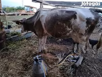 母牛, Simmental cattle — 照片 5