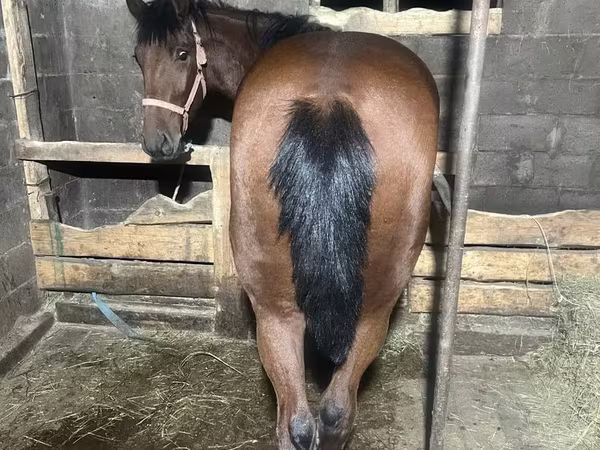 Pastuv, New Altai Horse