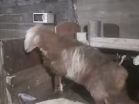 雄羊, Hissar sheep — 写真 1