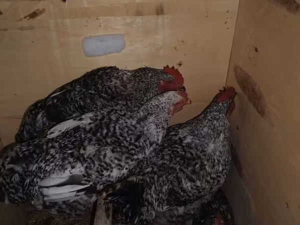 Chickens