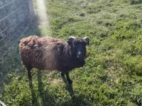 Ovelha, Ouessant sheep — foto 4