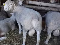 كبش, Ile-de-France sheep — الصورة 1