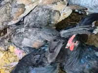 Turkeys — फ़ोटो 3