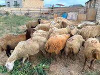 Ovca, Apsheron sheep — fotografija 3