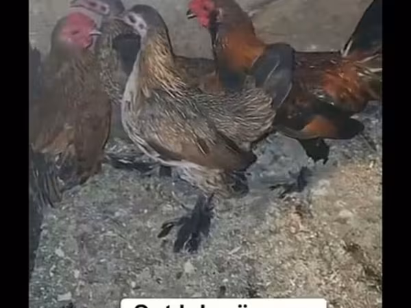 Chickens