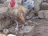 Chickens — fotografija 3