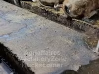 Krava, Aubrac cattle — fotografija 3
